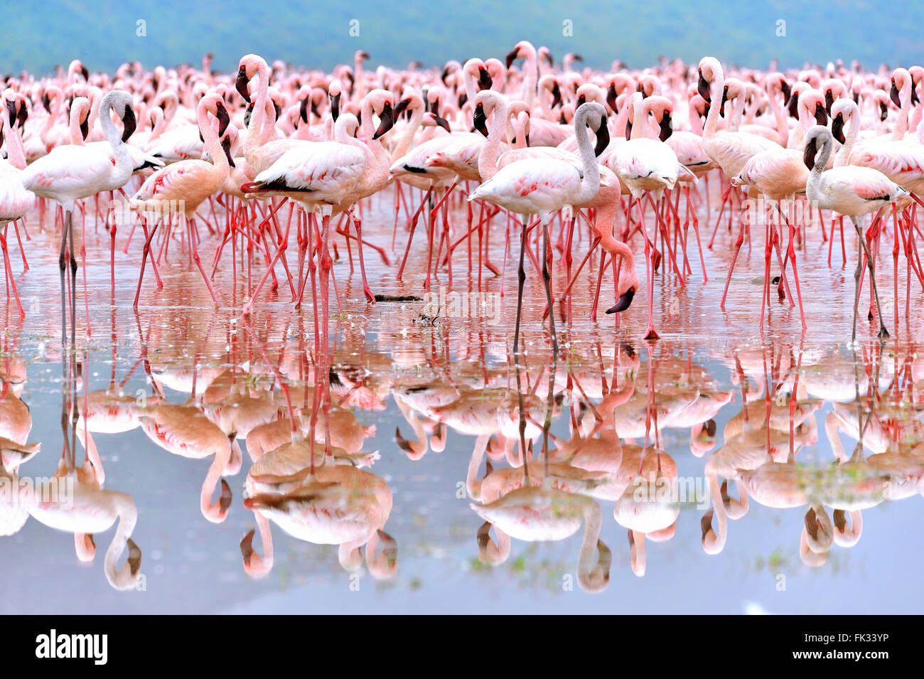 Numerous Pink Flamingos, Phoenicopterus minor, with reflection in the Lake Bogoria in the Rift Valley Stock Photo