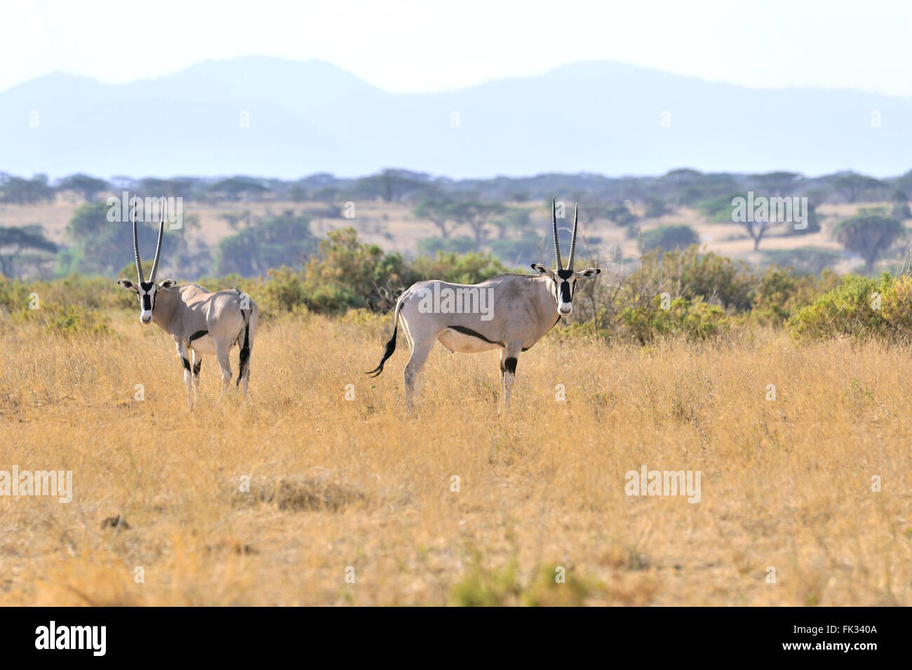 Beisa Oryx Antelopes, Oryx beisa, in Savannah of Buffalo Springs, Kenya Stock Photo