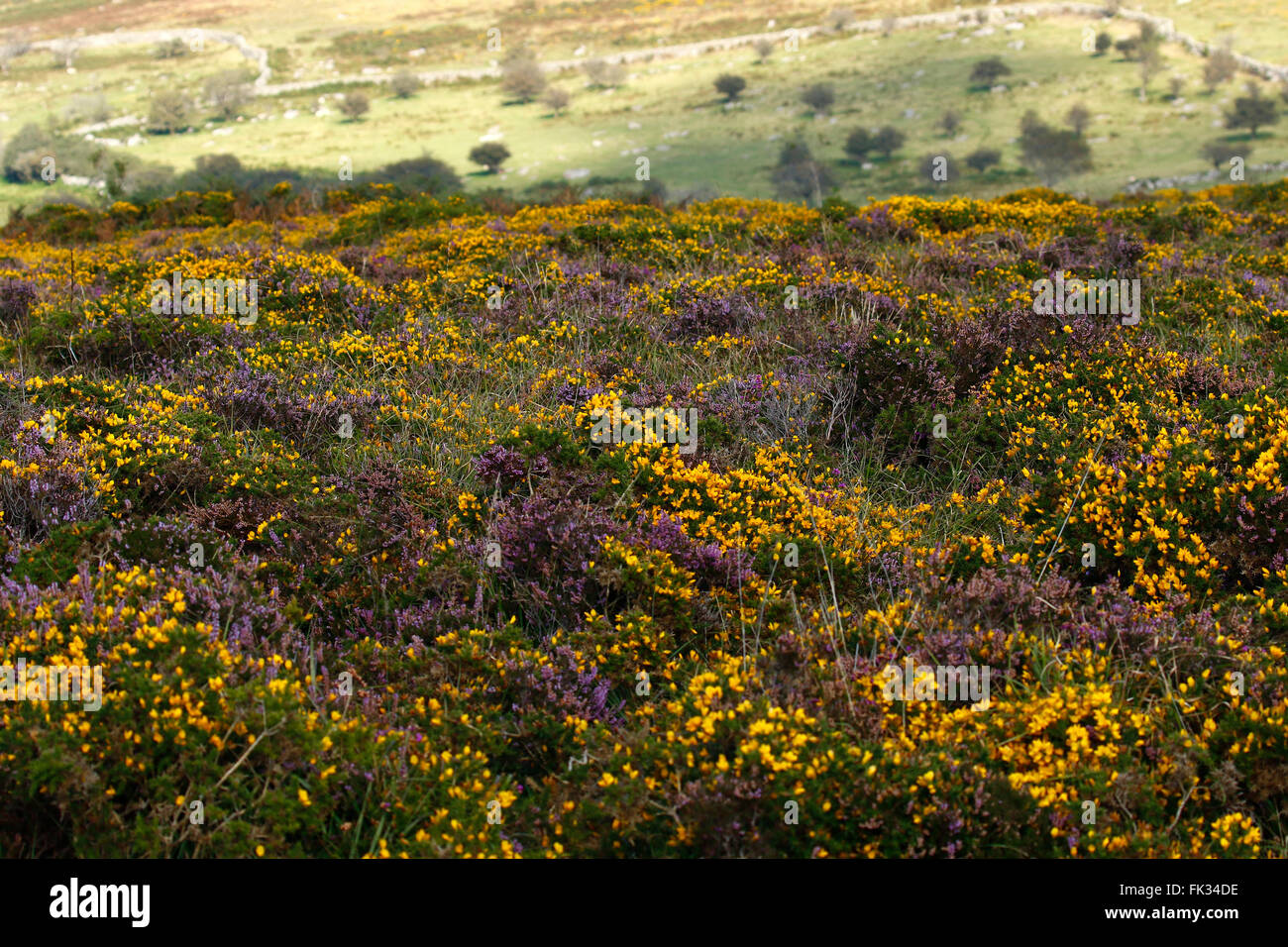Gorse & heather in full flower on Dartmoor in South west England, many granite walls have been built in moorland ancient times Stock Photo