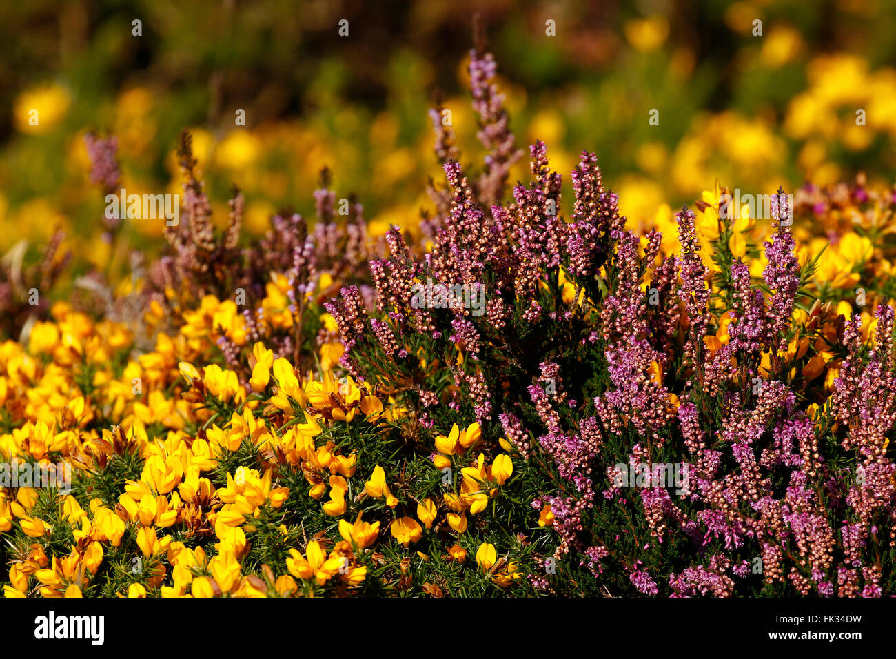 Gorse & heather in full flower on Dartmoor in South west England, many granite walls have been built in moorland ancient times Stock Photo