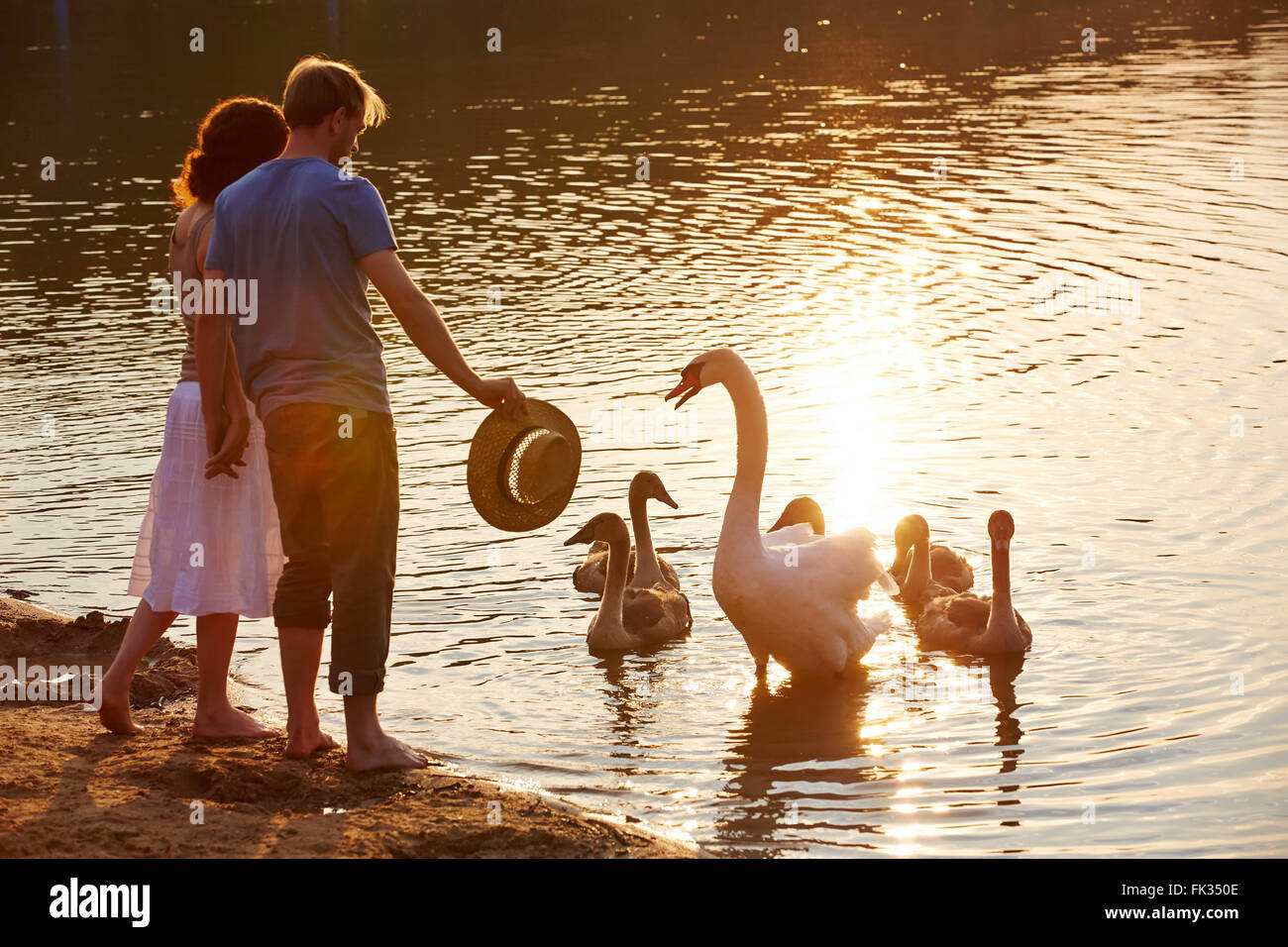 Swan defending offspring from people at lake shore Stock Photo