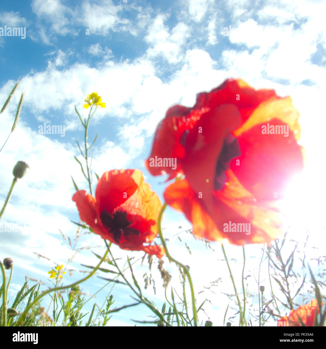 summer landscape and  blooming poppies in a field and blue sky Stock Photo