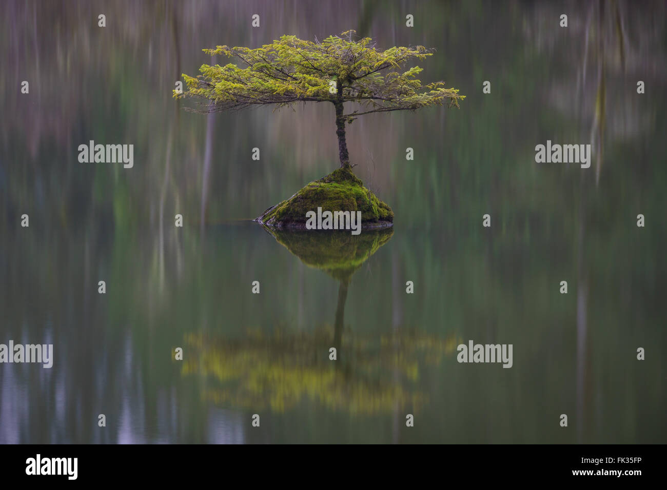 Bonsai Fir Tree in Fairy Lake near Port Renfrew, British Columbia on Vancouver Island, Canada