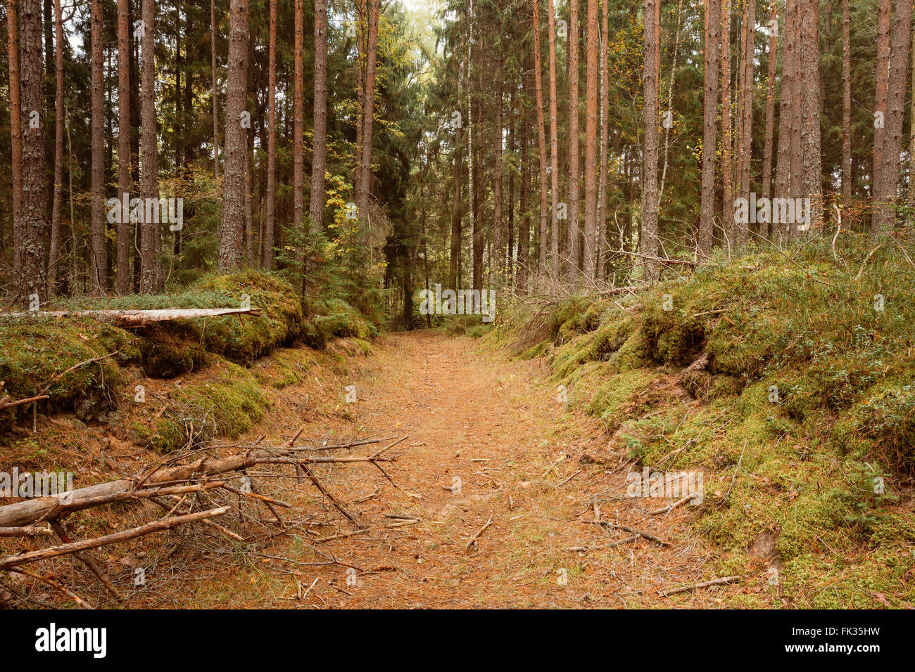 Winding path lane walkway way through beautiful coniferous autumn forest. Nobody. Autumn nature landscape Stock Photo