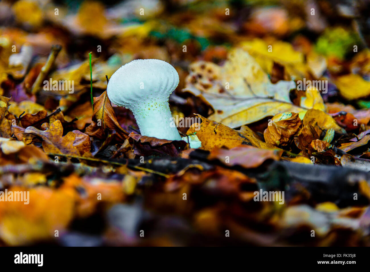 Fungi on the forest floor Stock Photo - Alamy
