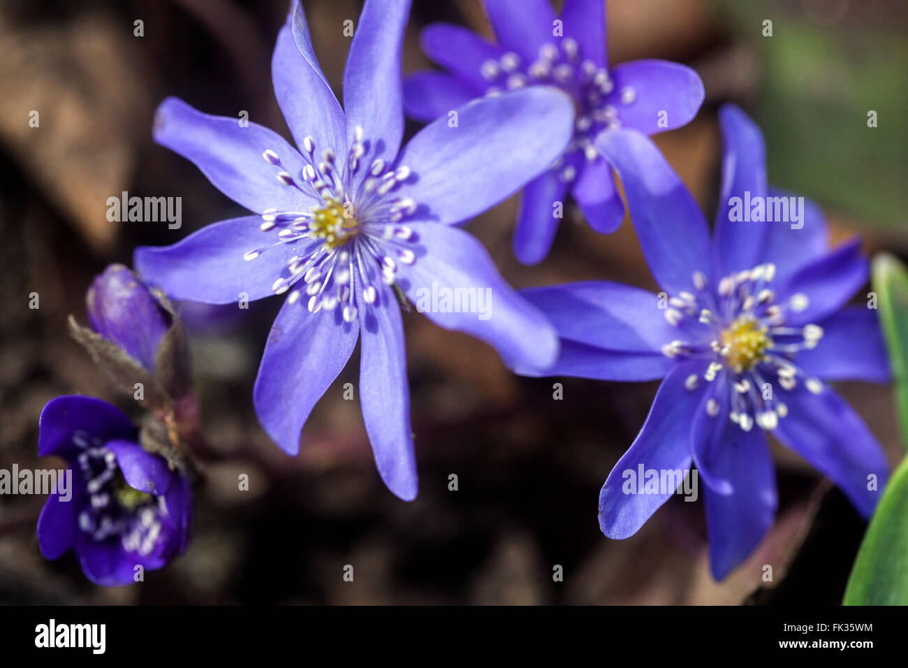 Kidneywort, Liverwort blue spring flowers Hepatica transsilvanica 'Silver princess' Stock Photo