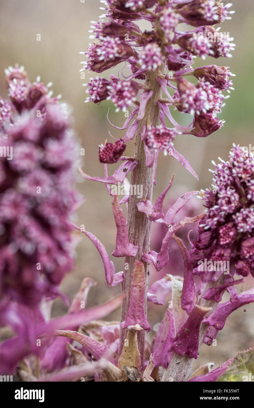 Petasites hybridus, Common butterbur close up flower Stock Photo
