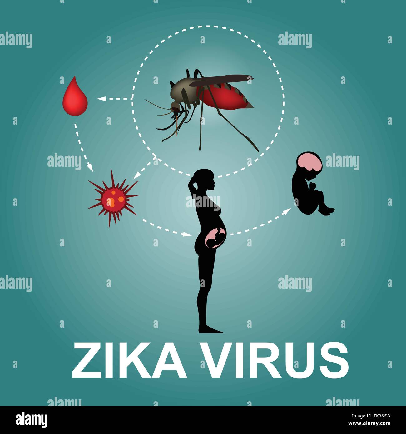 Zika virus, vector Stock Vector