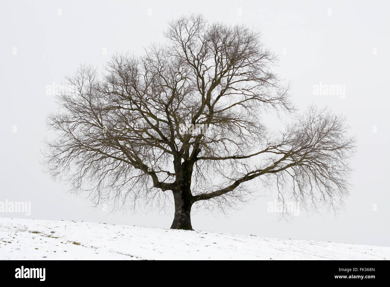 Solitary tree on the hill in winter Stock Photo - Alamy