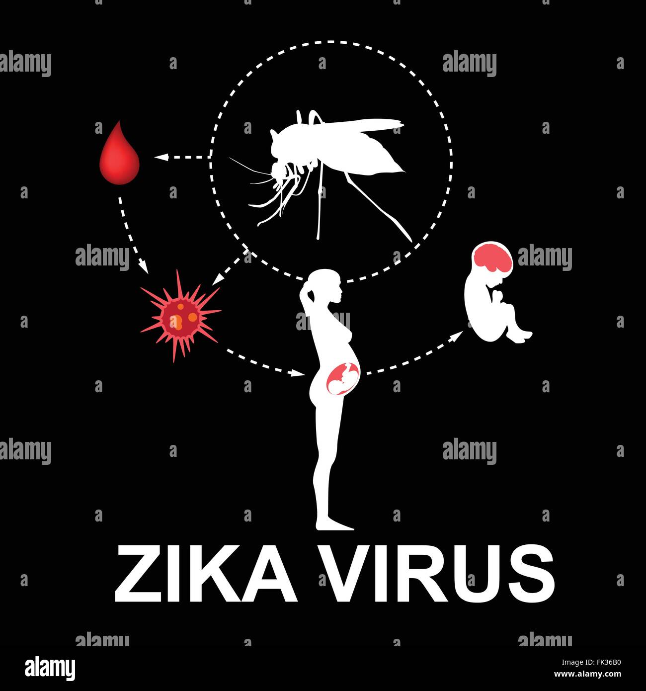 Zika virus, vector Stock Vector