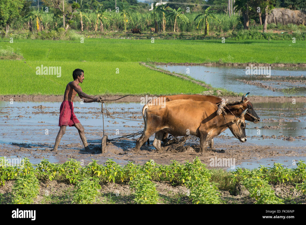 Tamil nadu farmers hi-res stock photography and images - Alamy