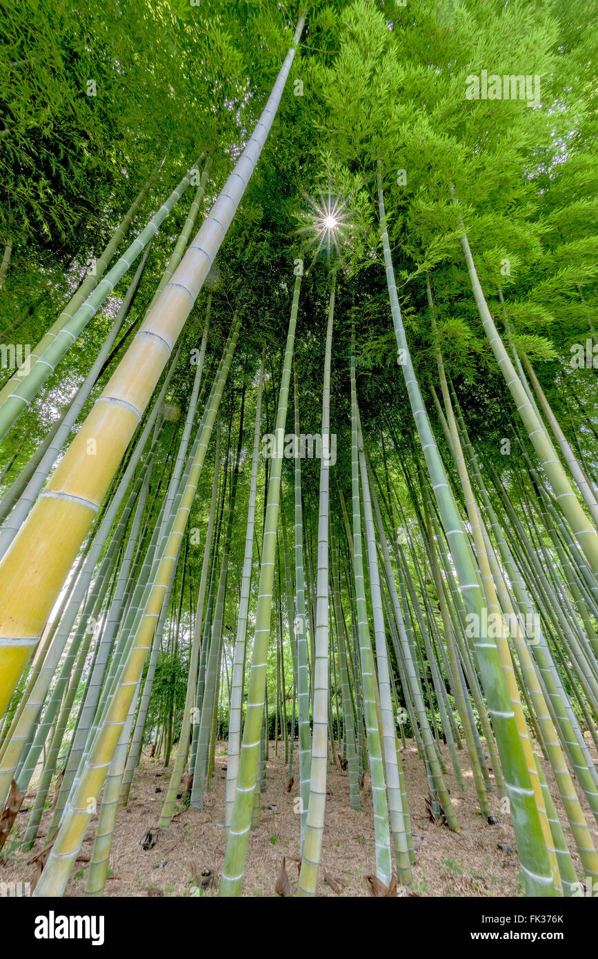 Bamboo forest with sun star peaking through Stock Photo