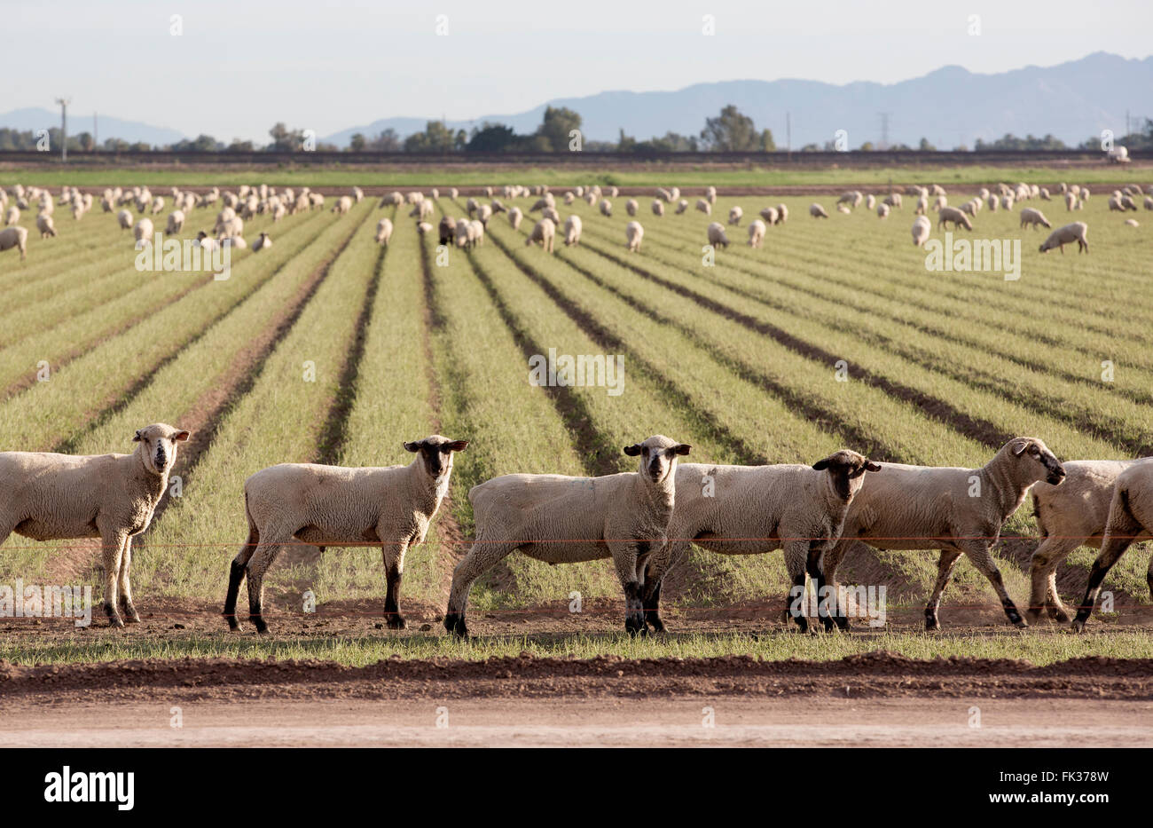 Sheep grazing, Imperial Valley, California, USA Stock Photo