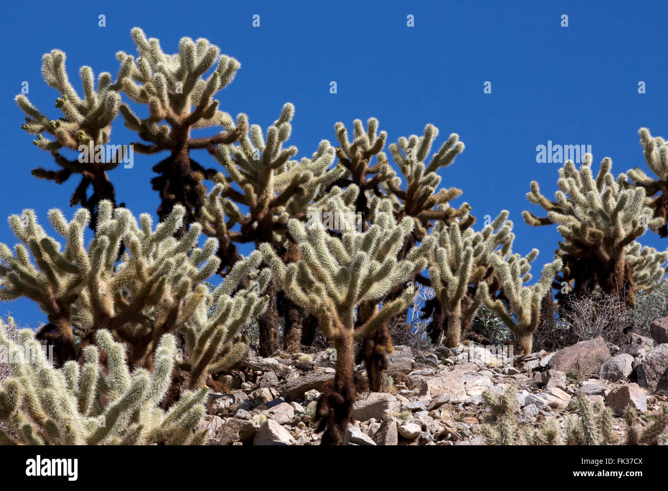 Cholla Cactus on a ridge, Anza-Borrego Desert State Park, California, USA Stock Photo