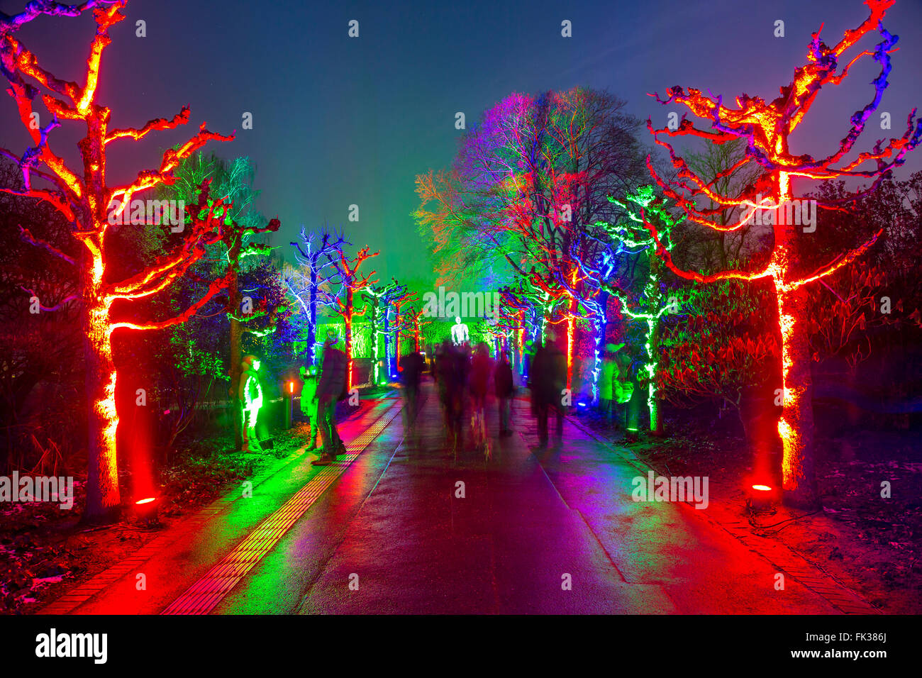 Park Leuchten, Park Illumination, in the Gruga Park, a public park in Essen, Germany, annual light show in the park in winter, Stock Photo