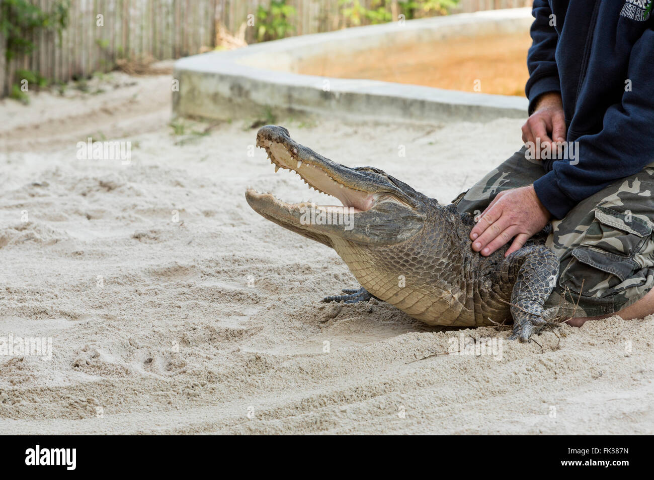 Person performing a performace with alligator in the Florida Everglades. Stock Photo
