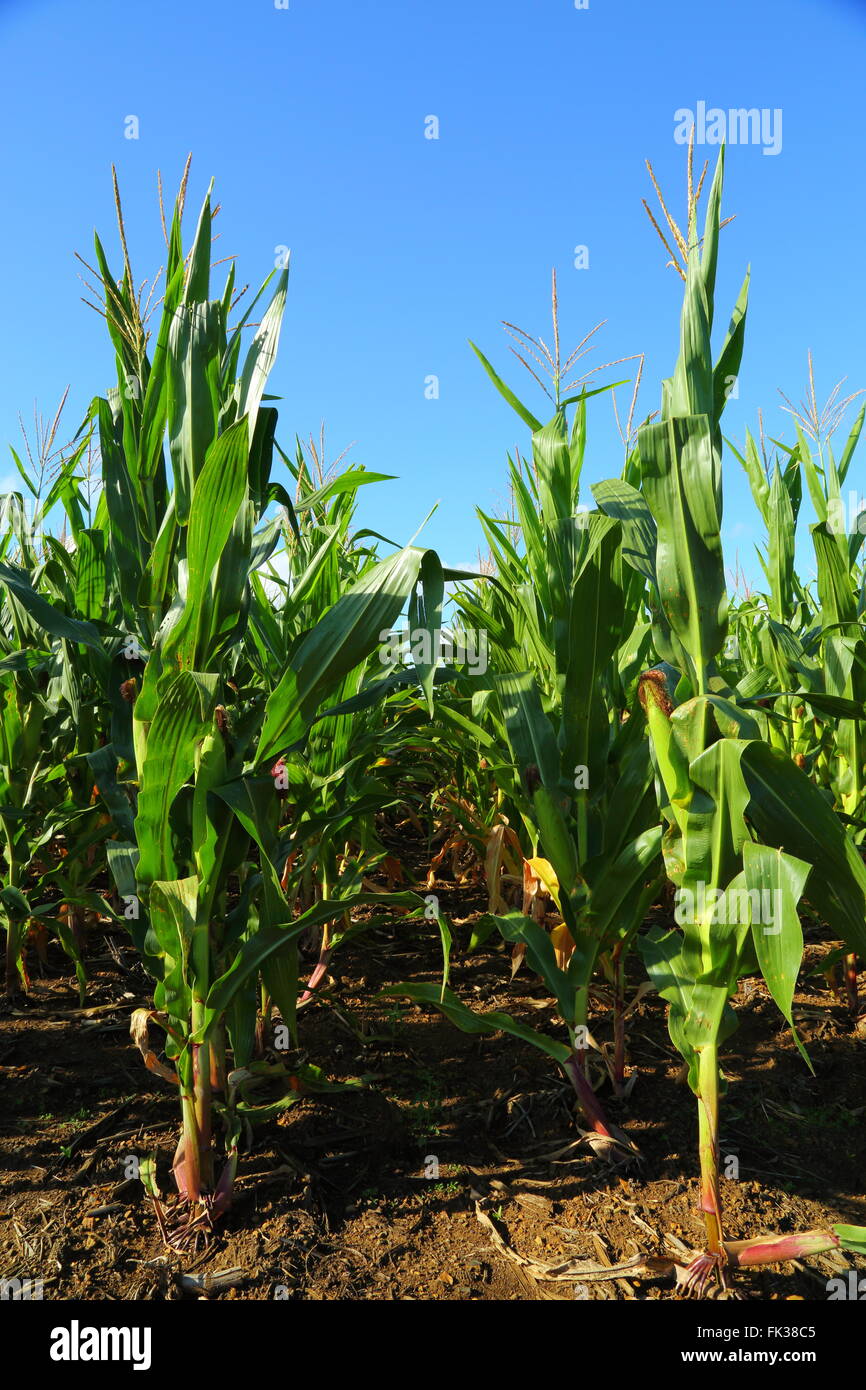 Corn (or maize) field under a blue sky in Queensland, Australia Stock Photo Alamy