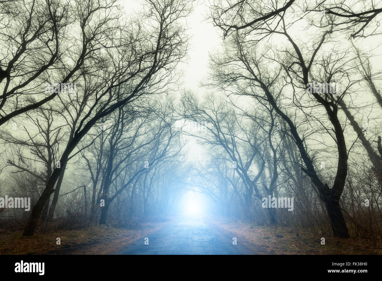 The road passing through scary mysterious forest with blue light in fog ...