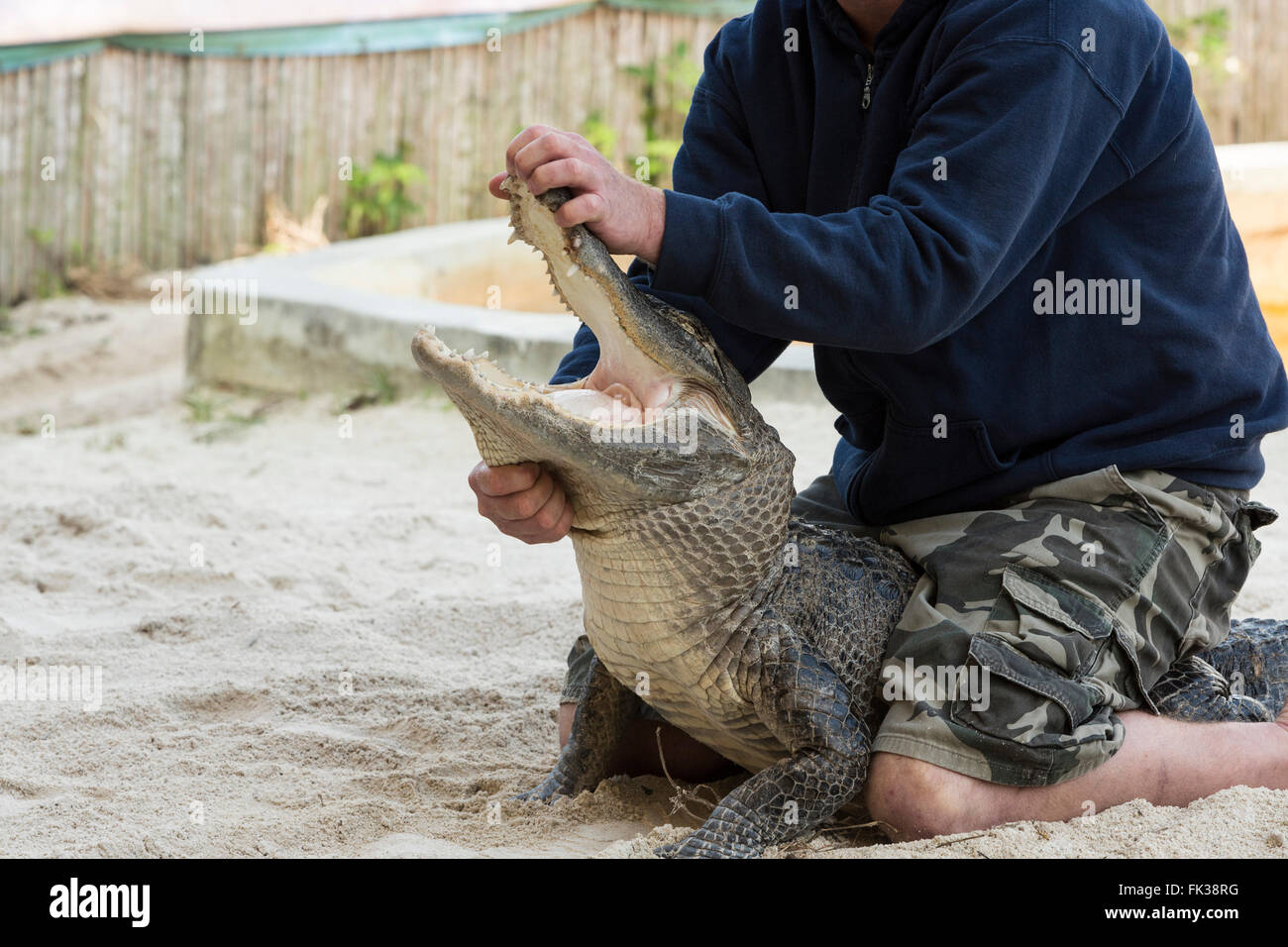 Person performing a performace with alligator in the Florida Everglades. Stock Photo
