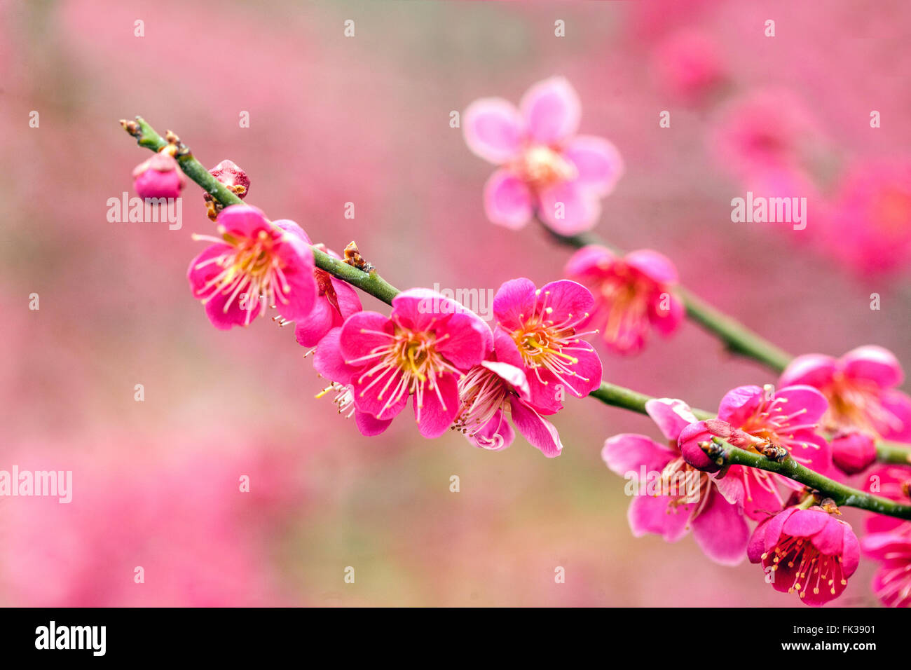 Prunus mume Beni chidori, know as Chinese plum or Japanese apricot in bloom Stock Photo