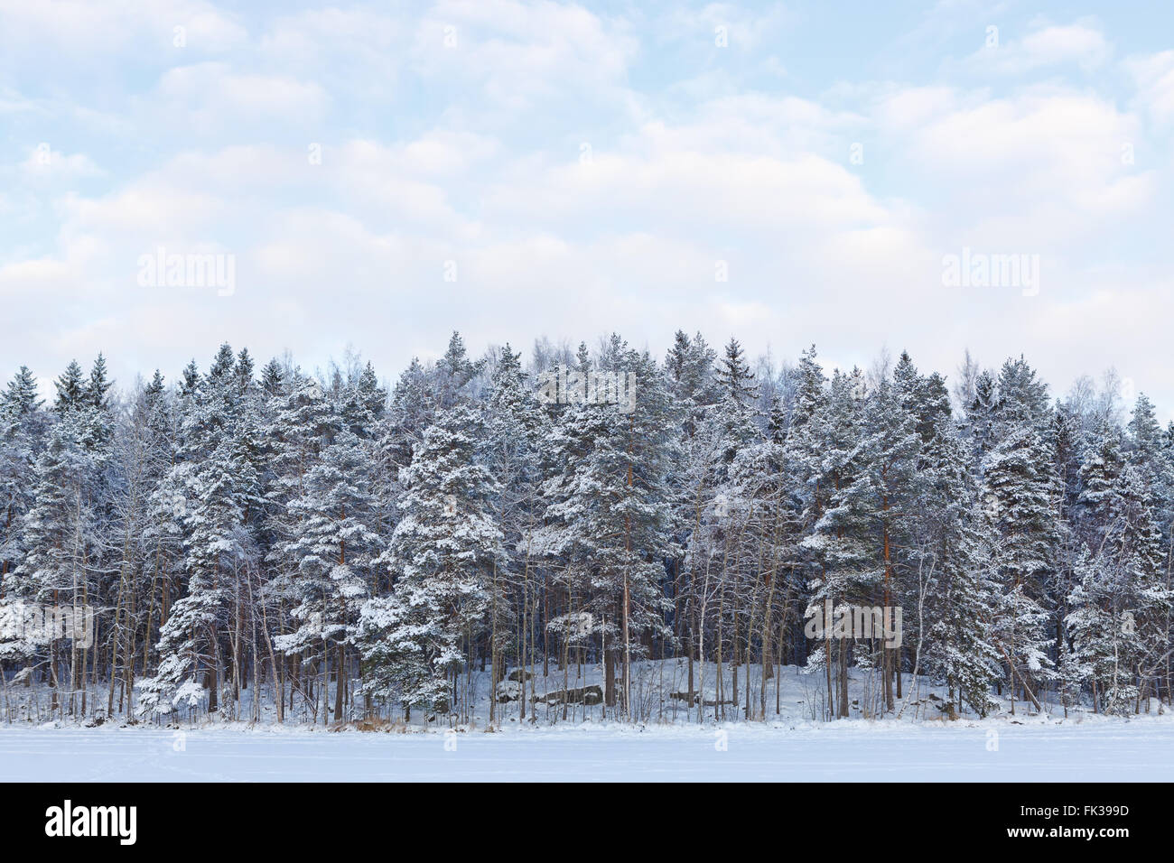 Frozen lake and snow covered forest Stock Photo - Alamy