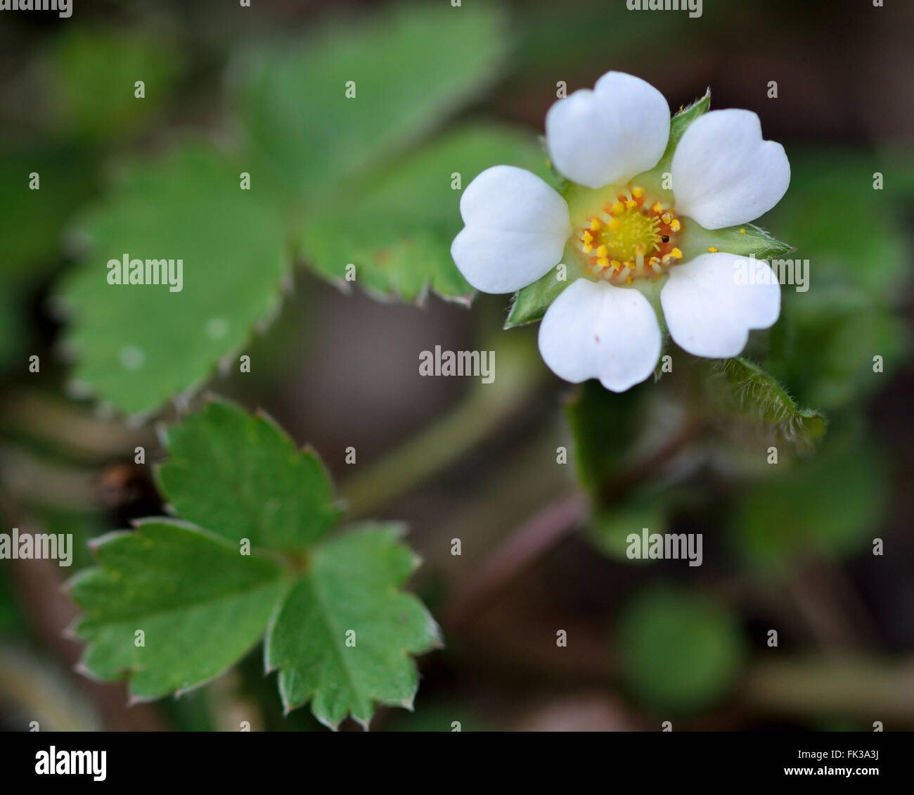 Barren strawberry (Potentilla sterilis). Beautiful white flower this low growing plant in the rose family (Rosaceae) Stock Photo