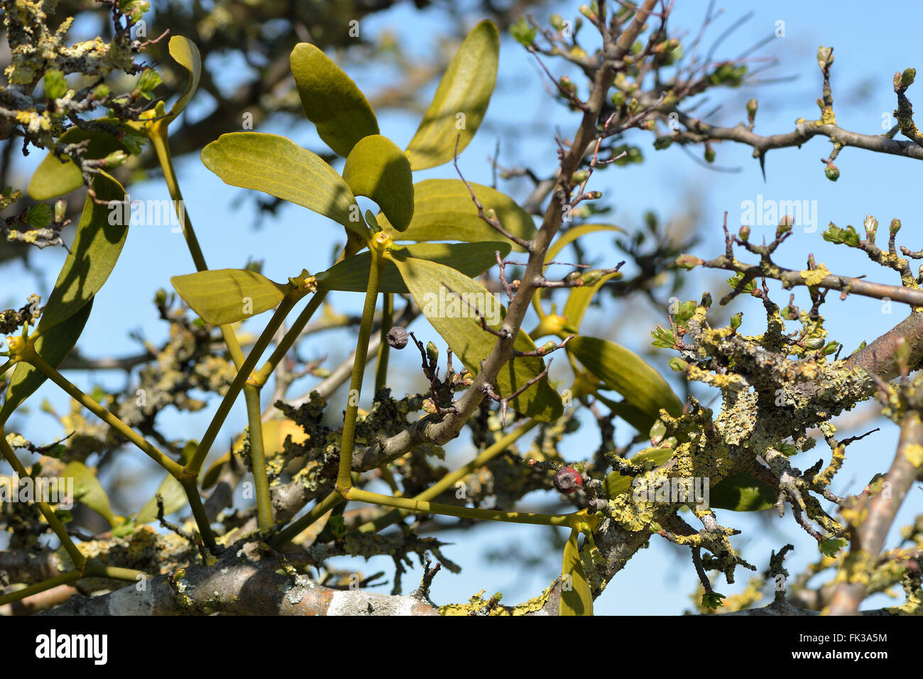 Mistletoe (Viscum album). Evergreen hemi-parasitic shrub in the family Santalaceae, growing on hawthorn Stock Photo