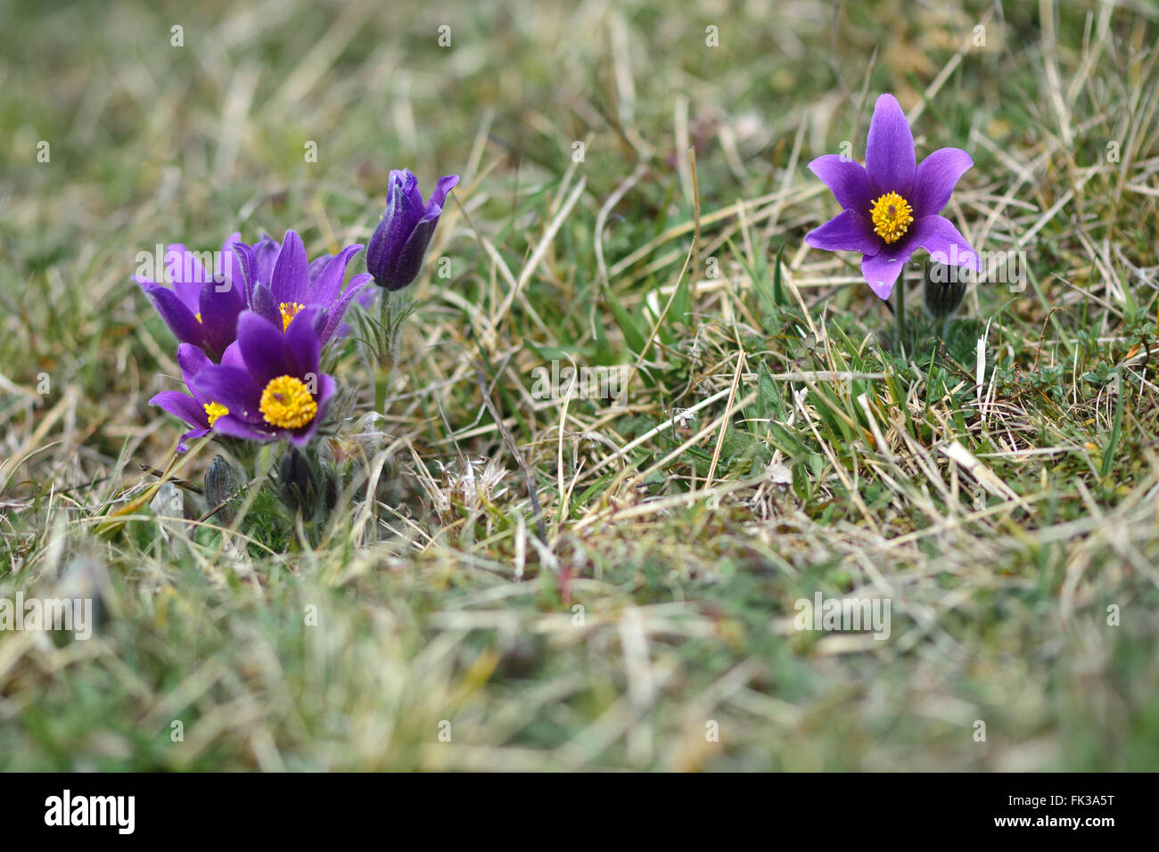 Pasque flower (Pulsatilla vulgaris). Rare plant of calcareous grassland in the buttercup family (Ranunculaceae), in flower Stock Photo