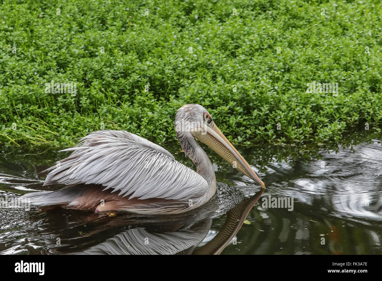 Pink-backed Pelican (Pelecanus rufescens) swimming in lake, native to Africa Stock Photo