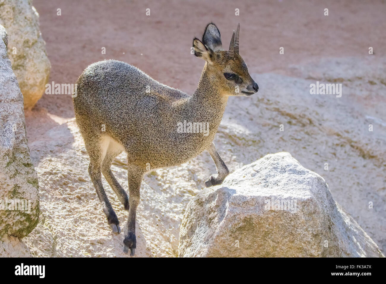 Dik-dik (Madoqua kirkii) is a smallest antelope Stock Photo