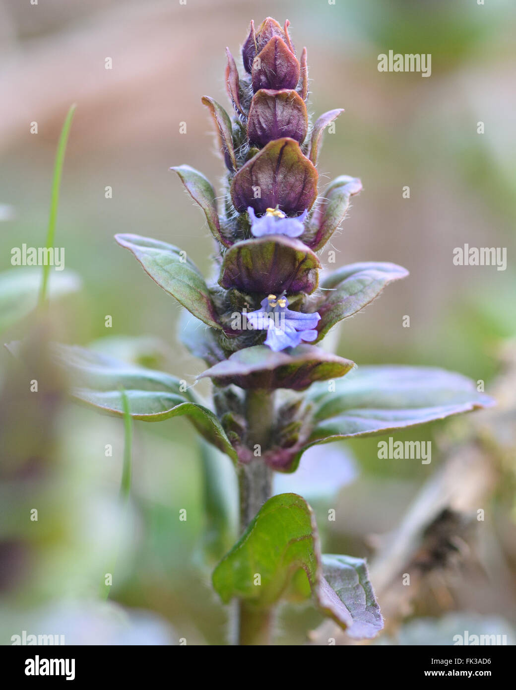 Bugle (Ajuga reptans). A flower spike of this purple flower in the mint