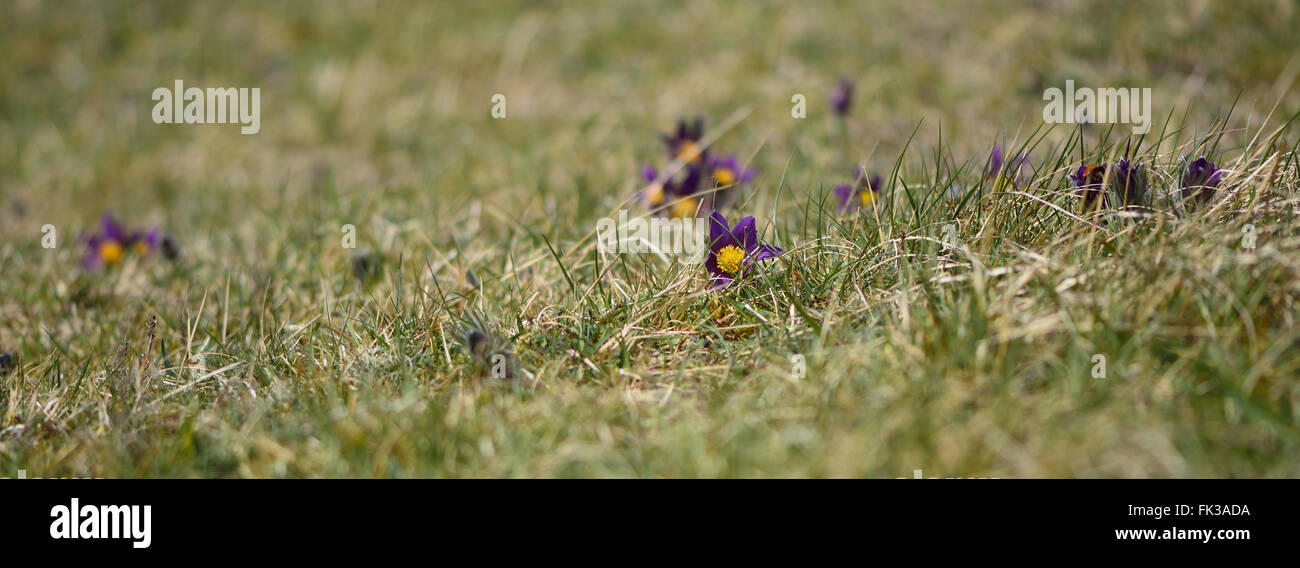 Pasque flower (Pulsatilla vulgaris). Rare plant of calcareous grassland in the buttercup family (Ranunculaceae), in flower Stock Photo