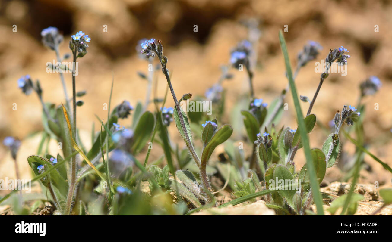 Early forget-me-not (Myosotis ramosissima). A blue flowered plant in the family Boraginaceae, growing on a British meadow Stock Photo