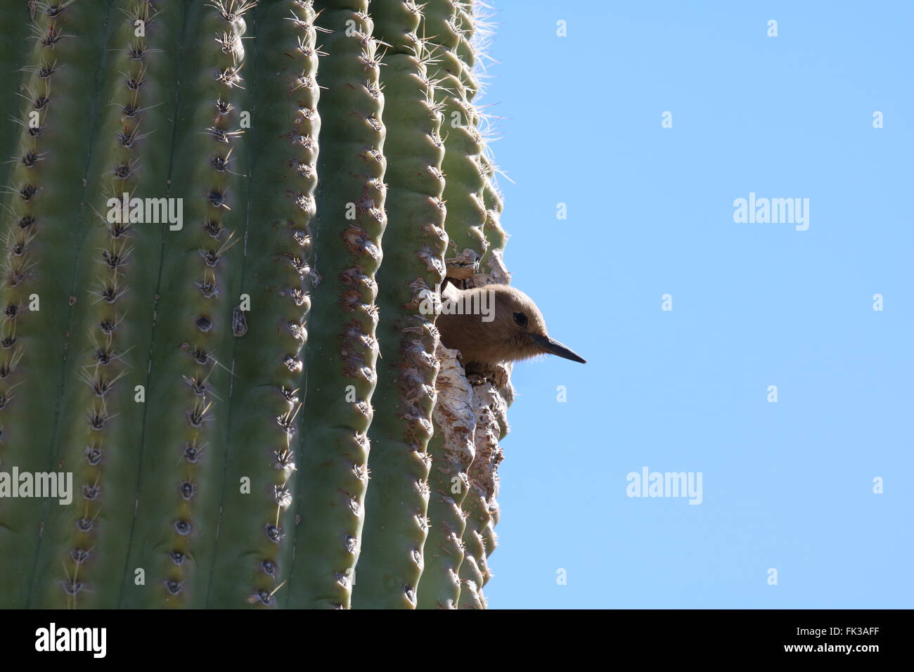 Young woodpecker in Saguaro Stock Photo