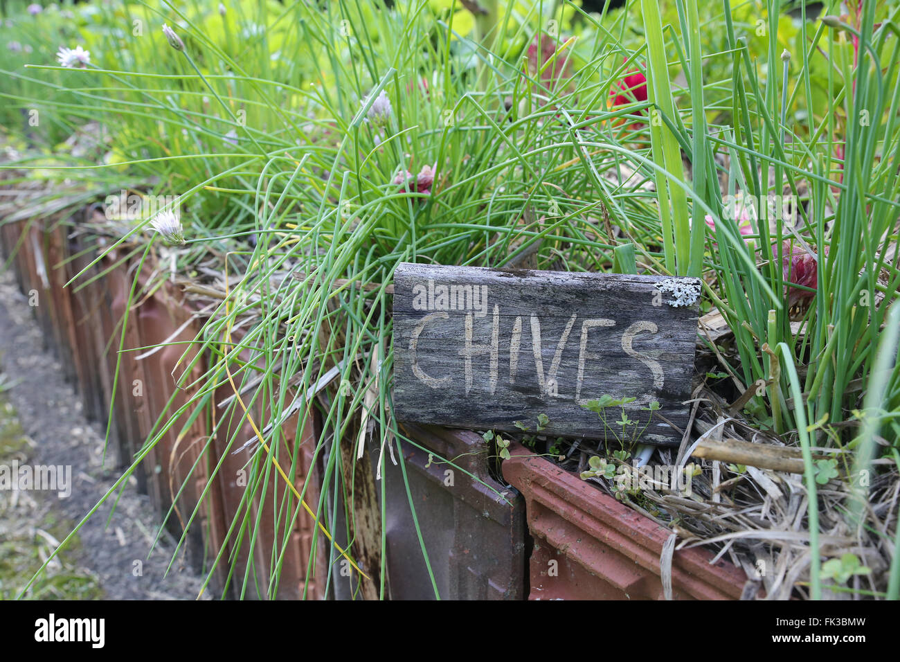 Rustic Herb markers , Chives Stock Photo