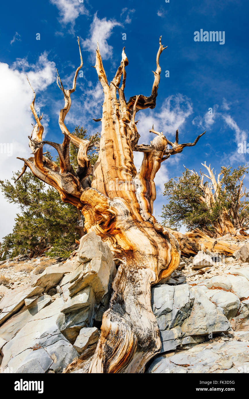 Great basin bristlecone pine tree (pinus longaeva) along the Discovery