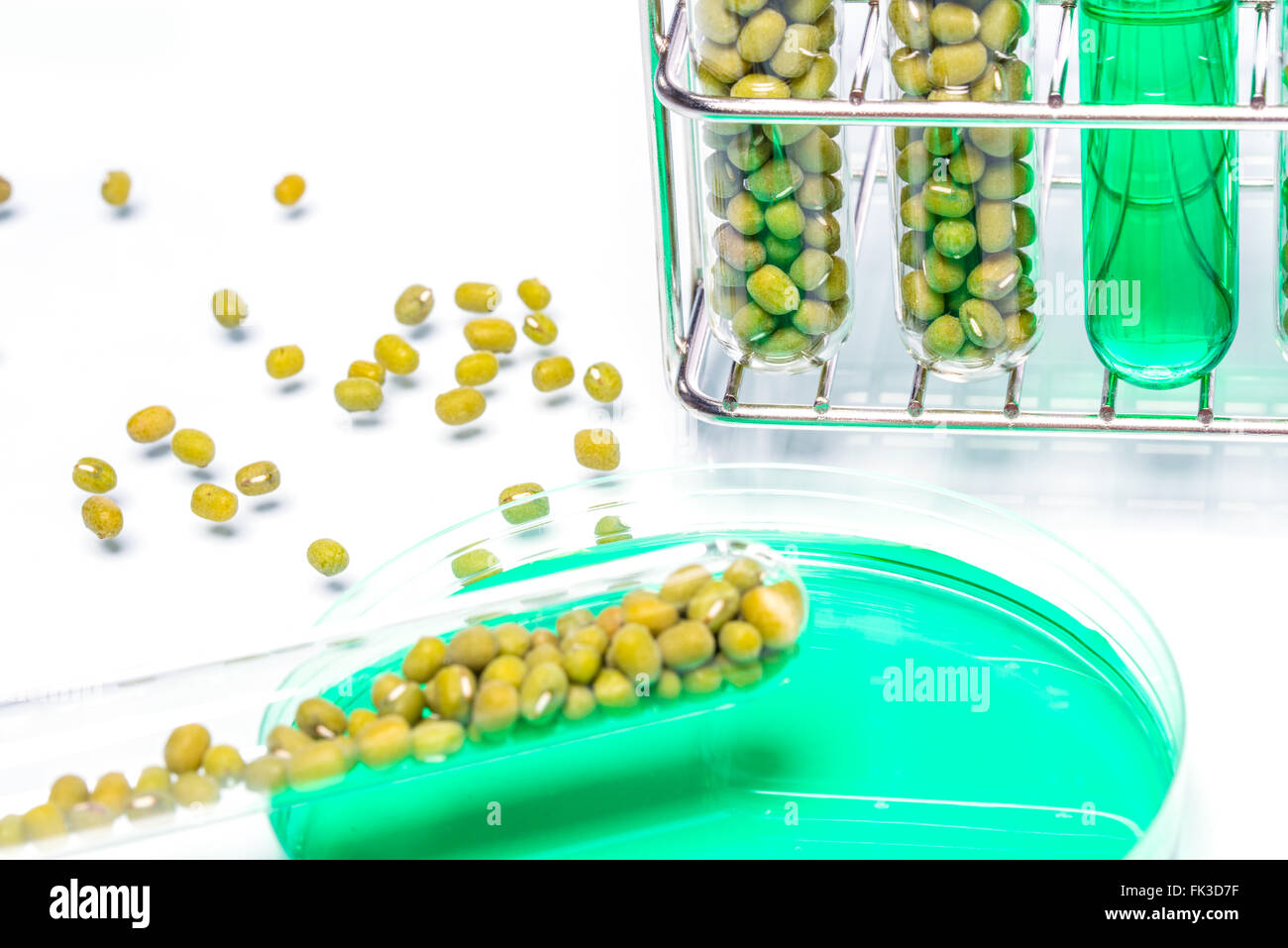 Mung Bean genetically modified, Plant Cell biotechnology Stock Photo ...