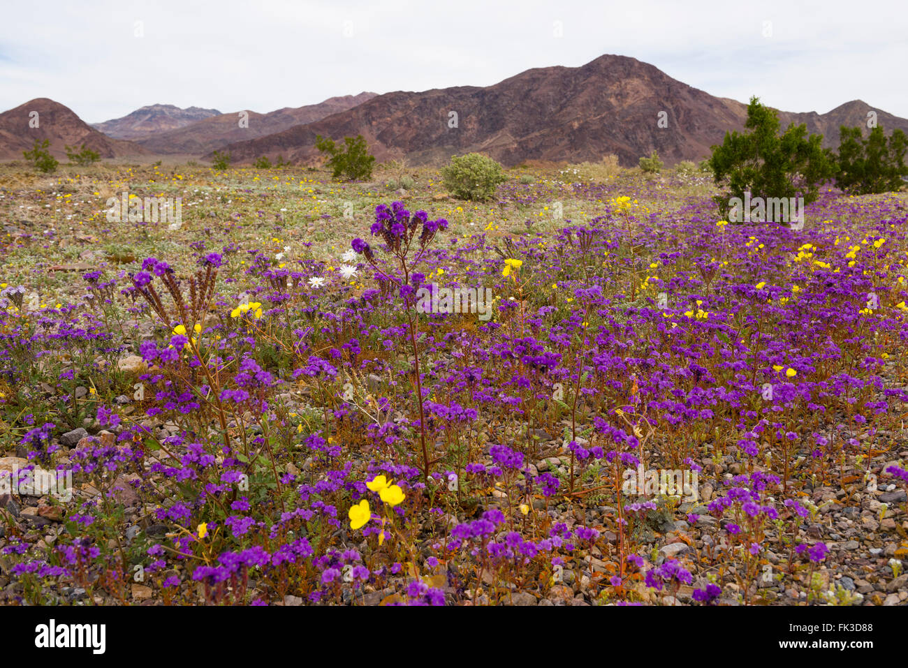 The wildflower covered roads and valley floor in Death Valley National
