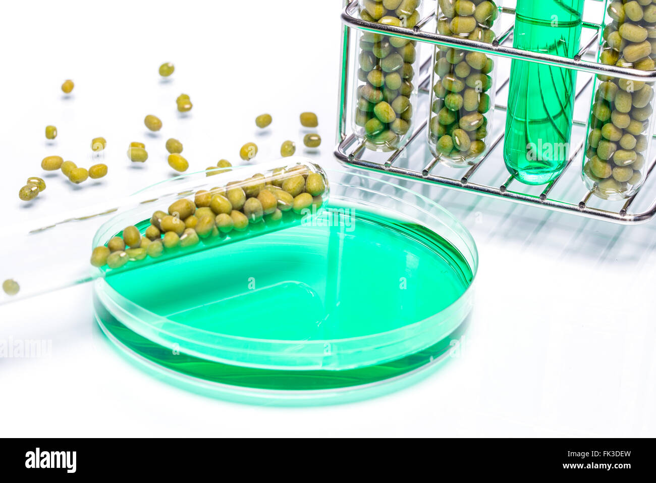 Mung Bean genetically modified, Plant Cell biotechnology Stock Photo ...