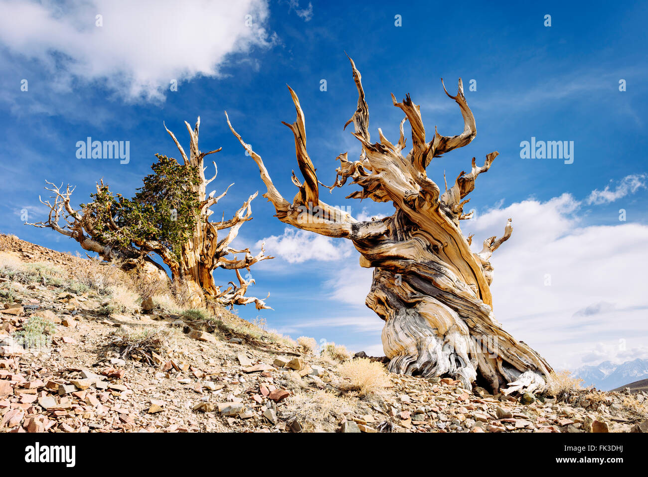 Great basin bristlecone pine tree (pinus longaeva) along the Stock ...