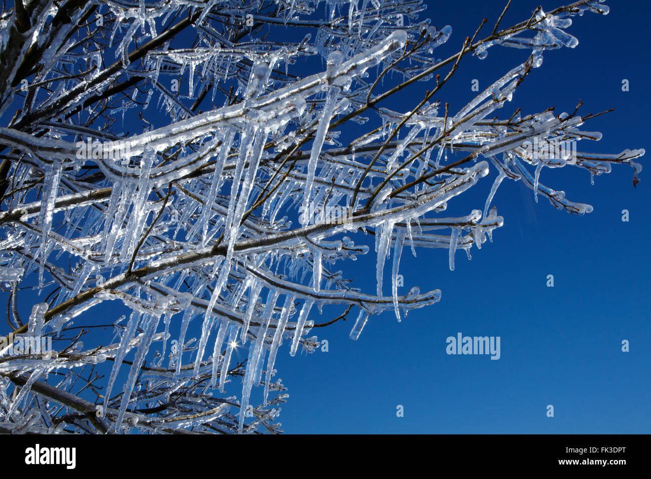 Icicles on orchard tree, from spring frost fighting using sprinklers. near Alexandra, Central Otago, South Island, New Zealand Stock Photo