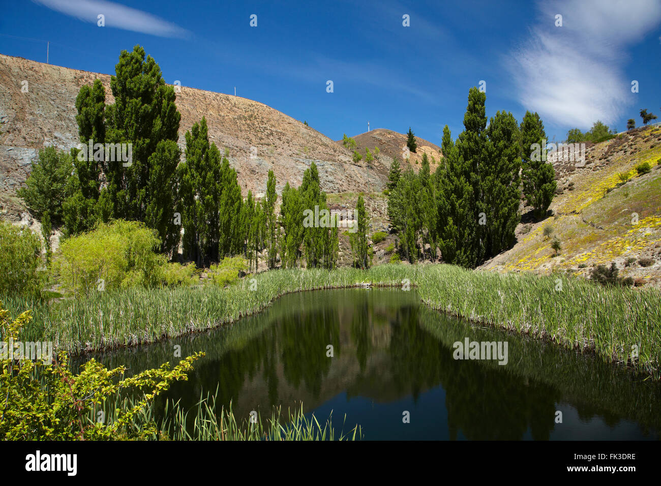 Pond, reeds and poplar trees, Bannockburn, Central Otago, South Island, New Zealand Stock Photo