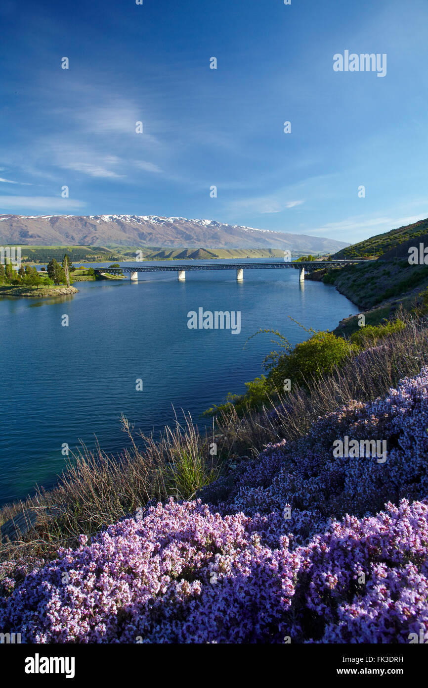 Wild thyme in flower in spring, Lake Dunstan and Deadman's Point Bridge, Cromwell, Central Otago, South Island, New Zealand Stock Photo