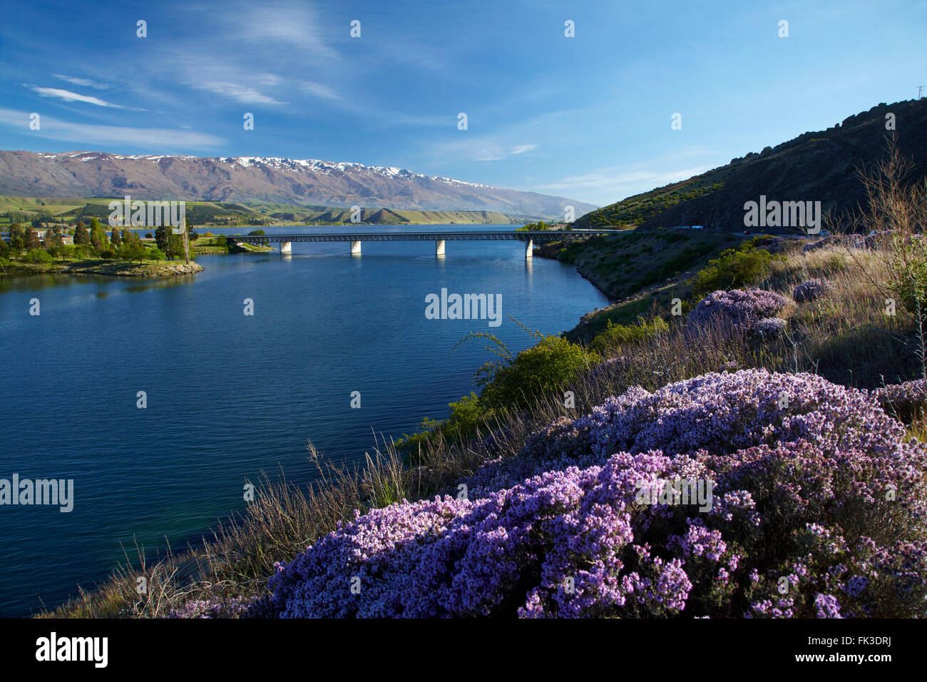 Thyme flower hires stock photography and images Alamy