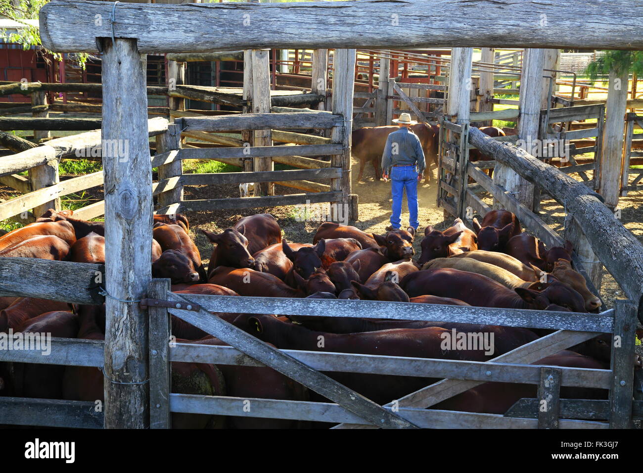 A cattleman farmer inspects a mob of weaner Santa Gertrudis bulls in a cattle yard after mustering. Stock Photo