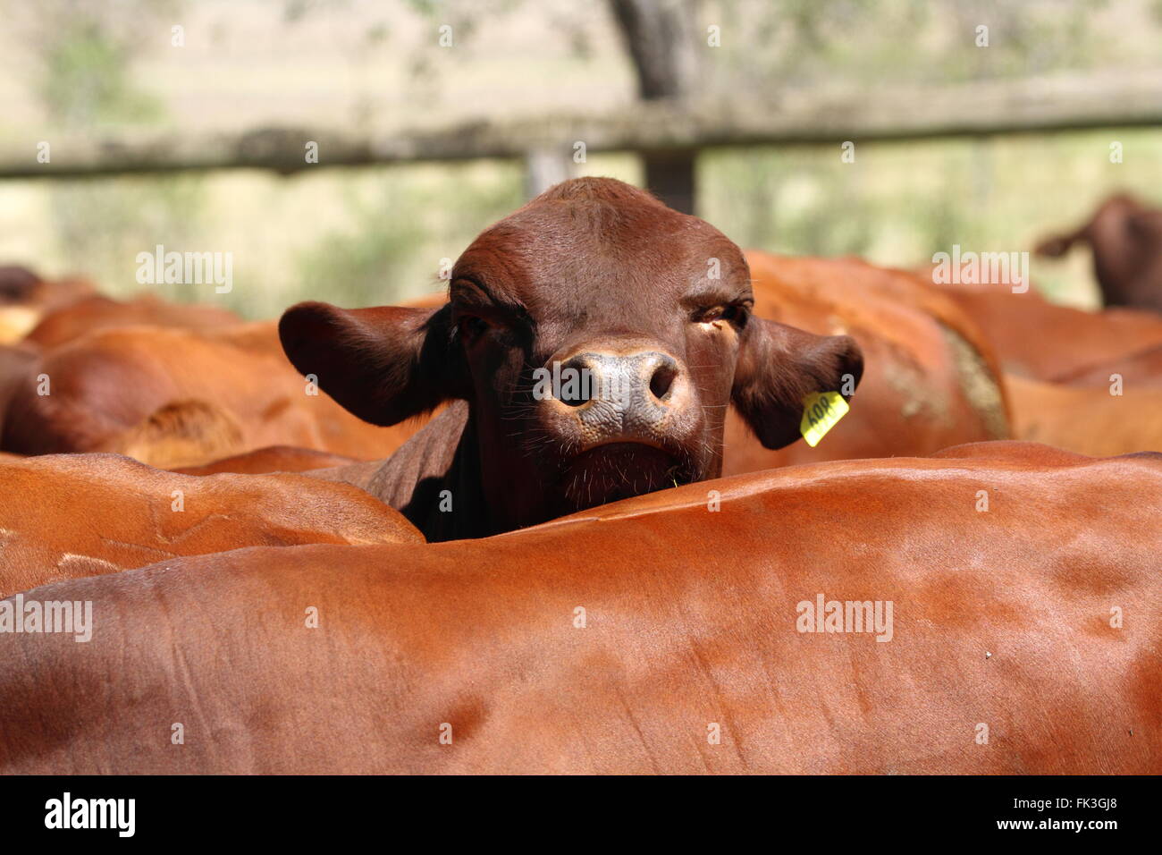A young Santa Gertrudis weaner bull looks over the top of his cohorts in the cattle yards. Stock Photo