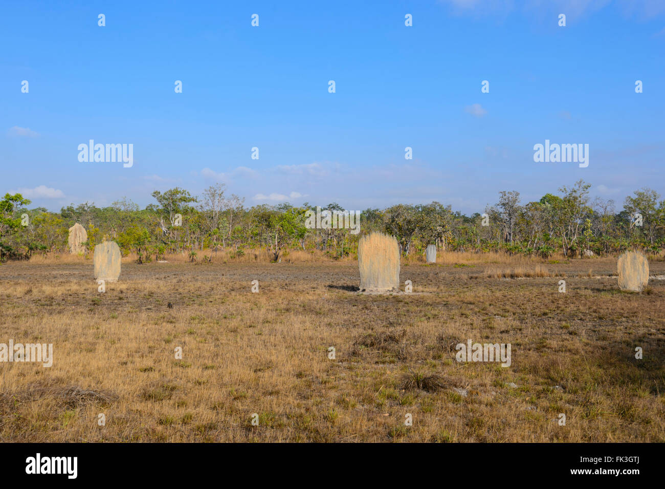 Magnetic Termite Mounds, Litchfield National Park, Northern Territory, Australia Stock Photo