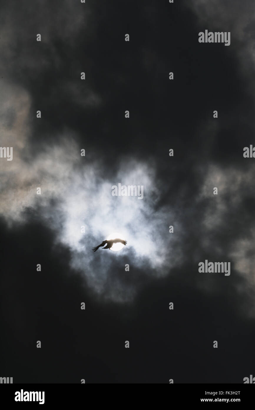Bird flying in a clouded night sky Stock Photo