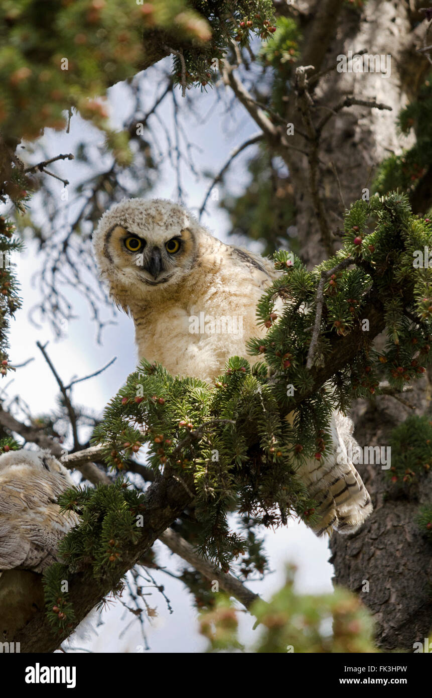 Two Young Great horned owlets in a tree. Stock Photo