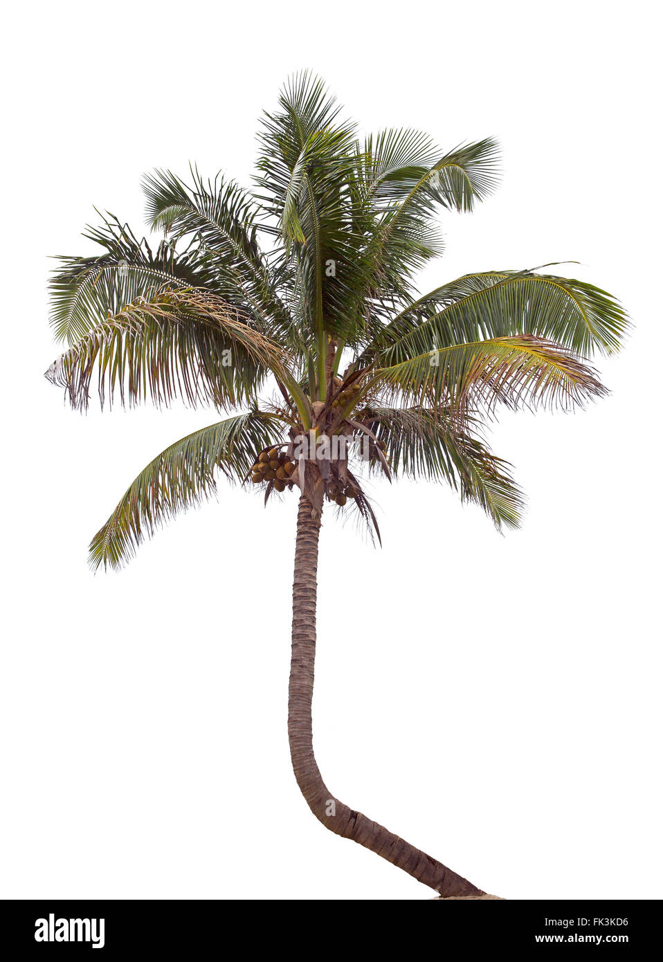 Isolated palm tree Stock Photo
